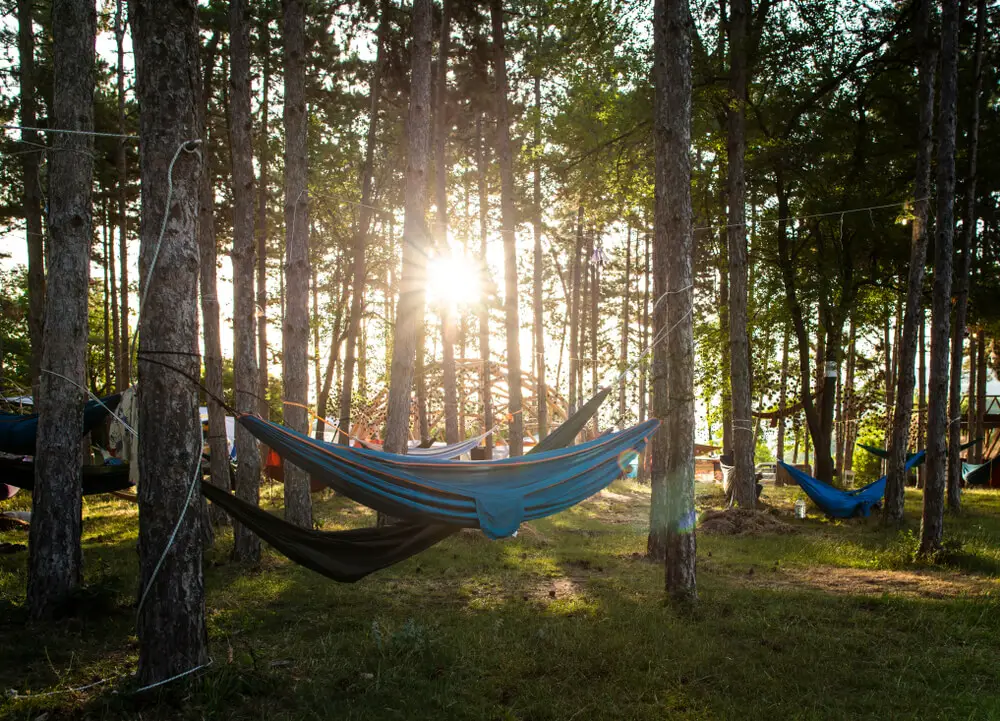 Hammocks on trees in the forest