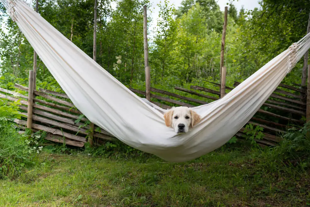 dog in the hammock