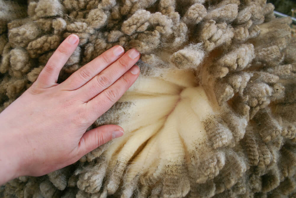 Is Merino Wool Itchy 