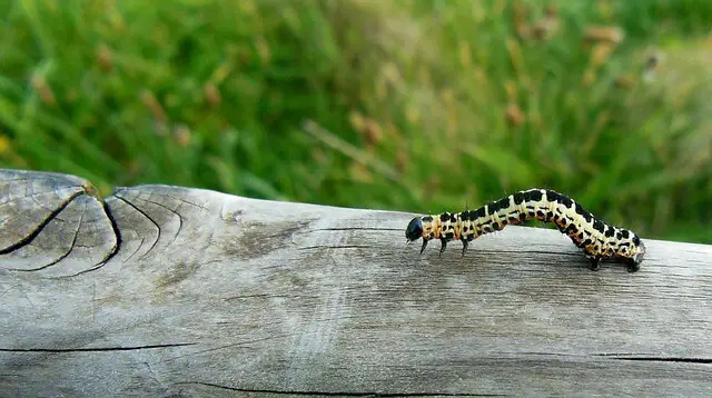 Caterpillars in the nature