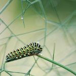 How to Get Rid of Tent Caterpillars with Dawn Soap?