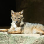 Will Coyotes Attack Humans in a Tent? [Stick Around For This Guide]
