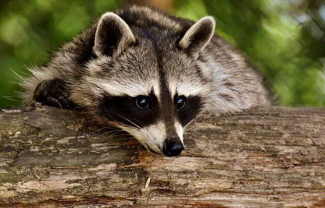 Will Vinegar Keep Raccoons Away
